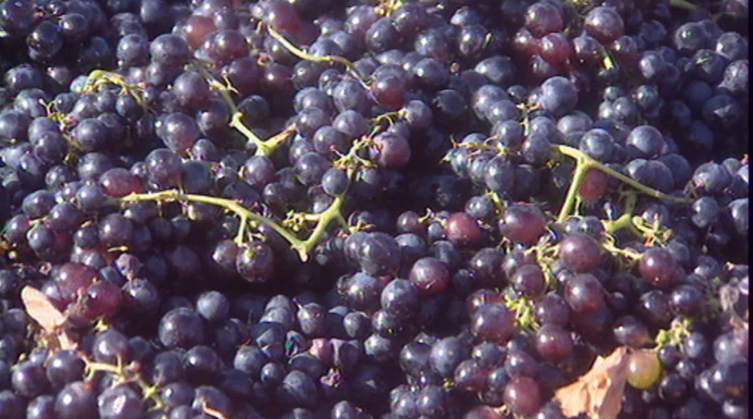 Escoamento de uvas na Madeira
