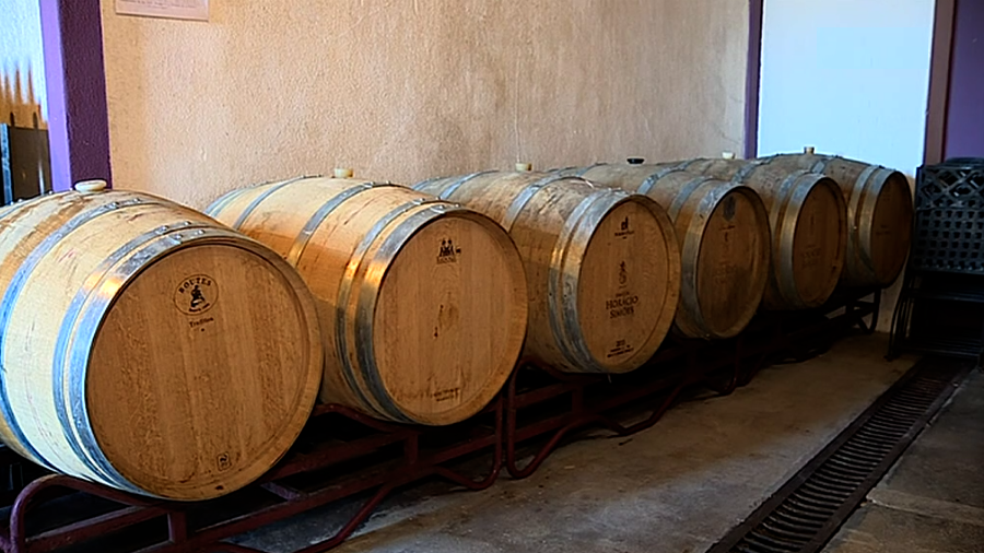 Vindimas em Palmela II