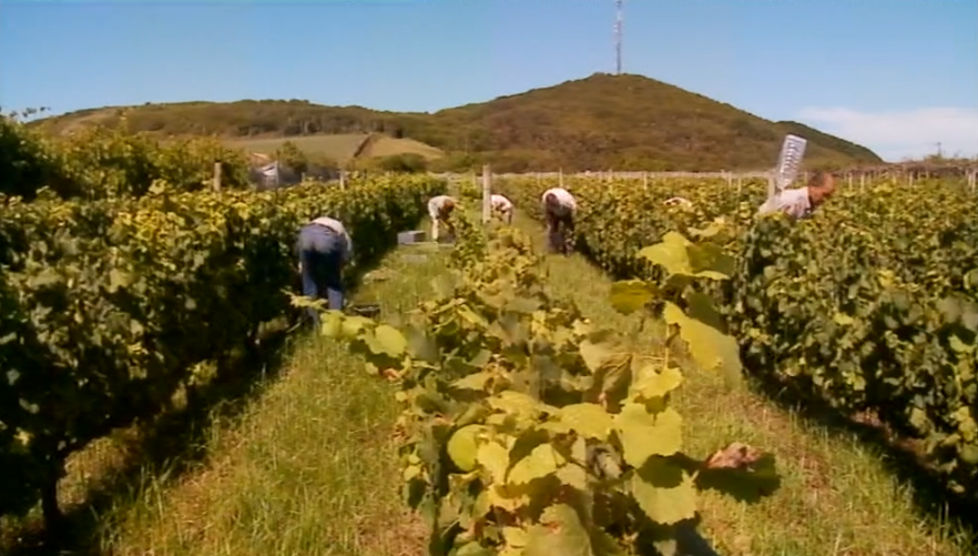 Vindimas na ilha Graciosa