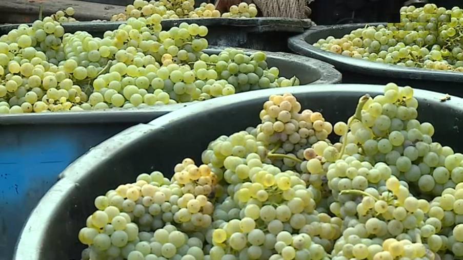 Vindimas em Melgaço