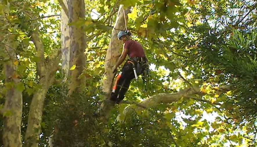 Abate de árvores no Monte