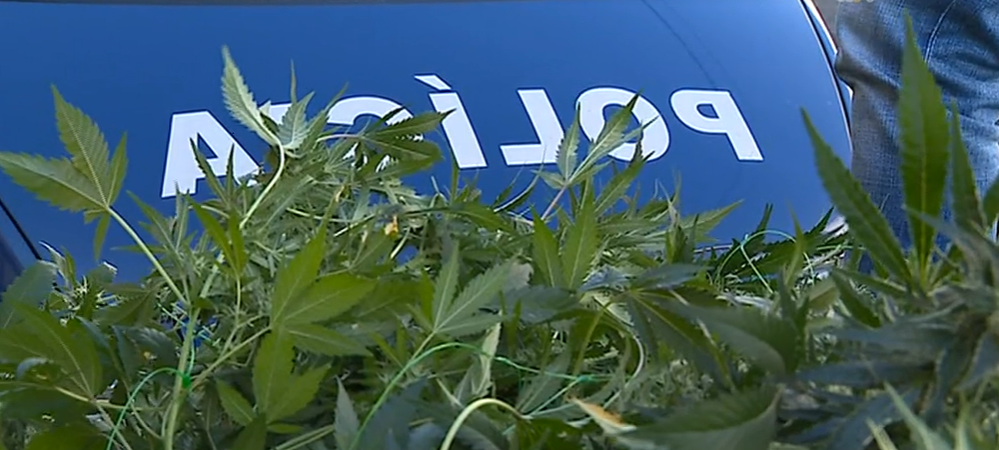 Legalização da Canabis