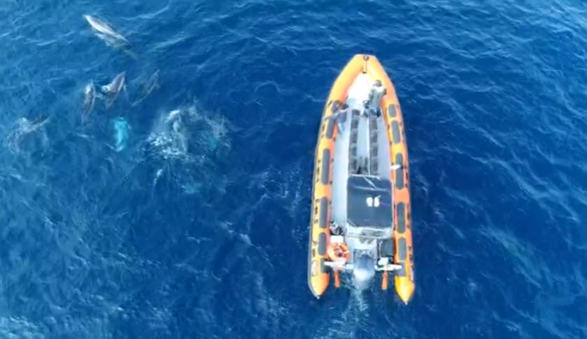 Licença de Observação de Cetáceos