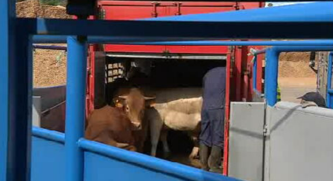 Diploma exportação de animais vivos chumbado