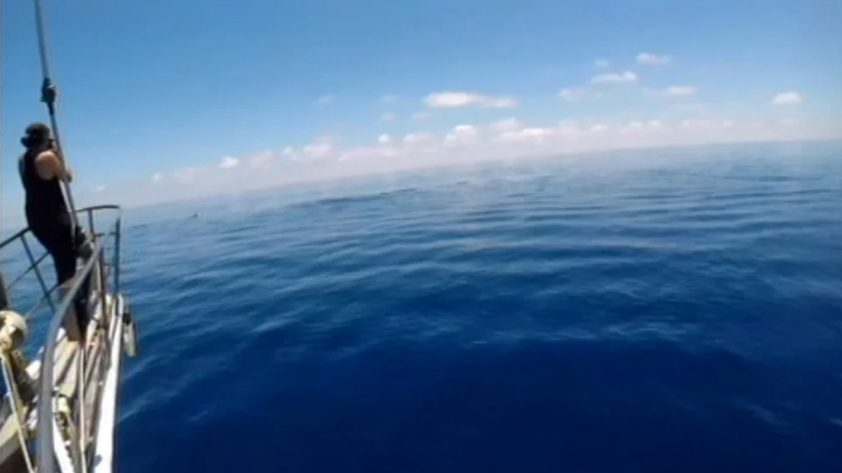 Estudo de Cetáceos do Projeto Mar Set