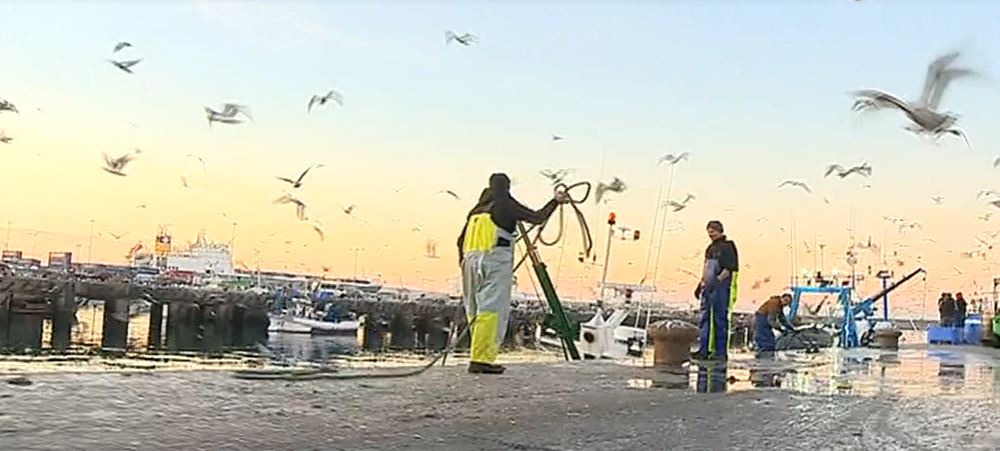 Preços praticados na lota do Porto de Matosinhos