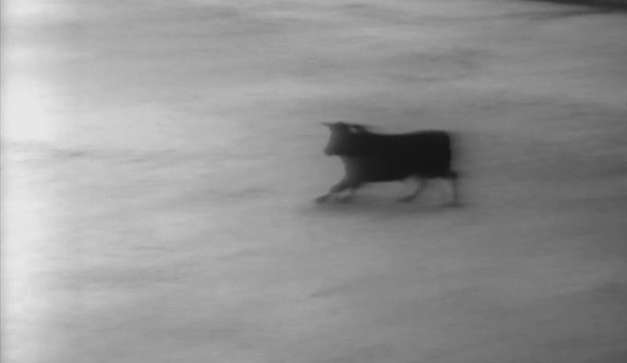 Largada de touros em Vila Franca de Xira