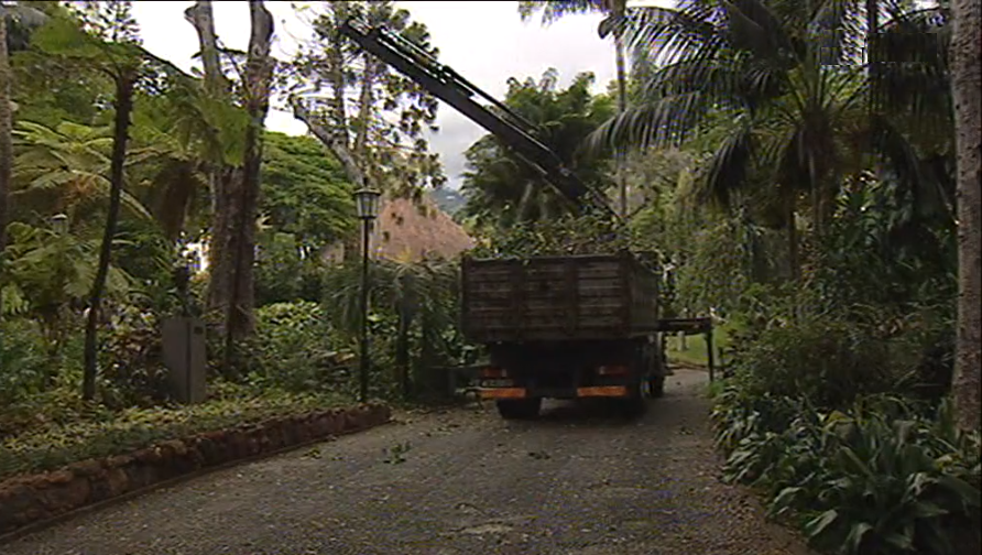 Abate de árvores no jardim do Funchal