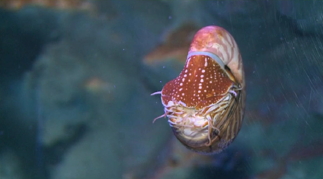 Medronho – O Morango do Outono