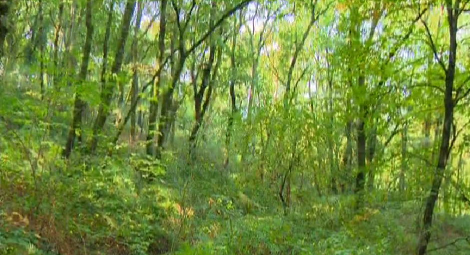Por que importamos madeira nobre e de qualidade?