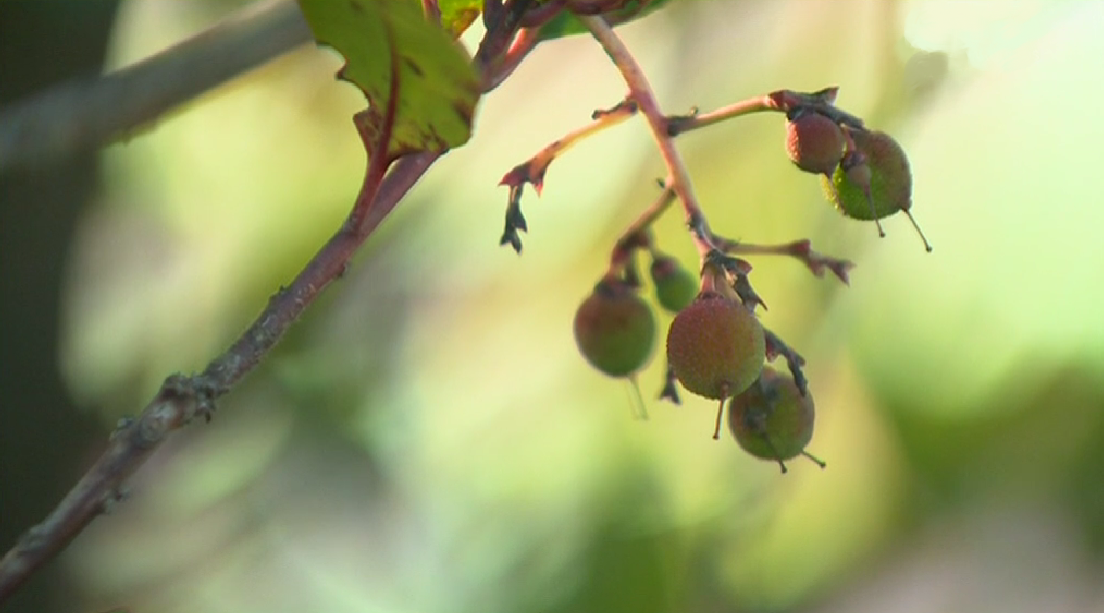 Prémios Internacionais de Produtos Biológicos