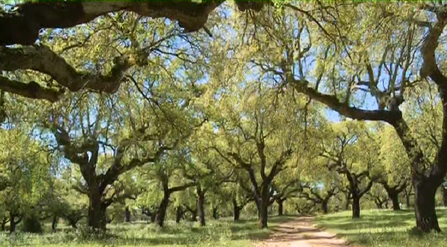 Mina em Nossa Senhora da Boa Fé