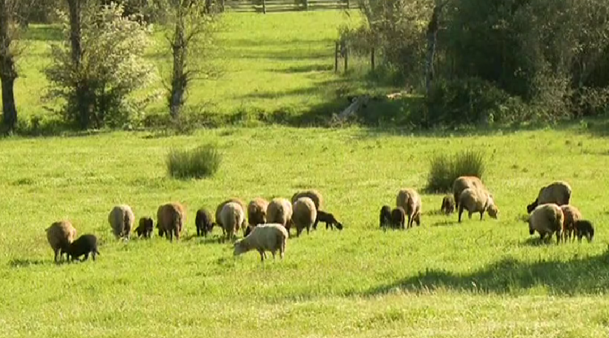 A Má Qualidade da Carne de Produção Intensiva