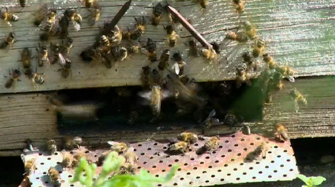 Impactos Negativos dos Pesticidas