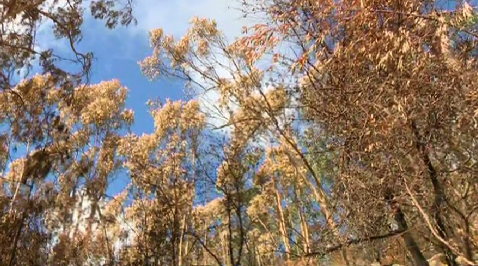 Por que Arde a Floresta Portuguesa?