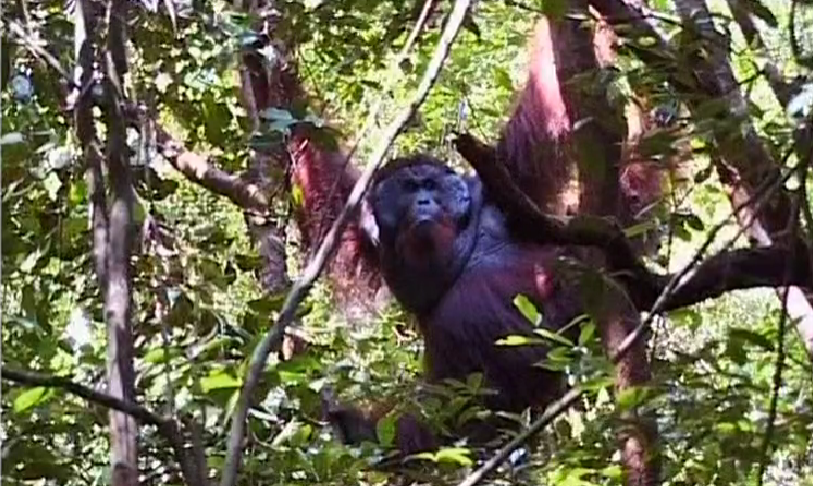 Qual o Futuro dos Biocombustíveis?