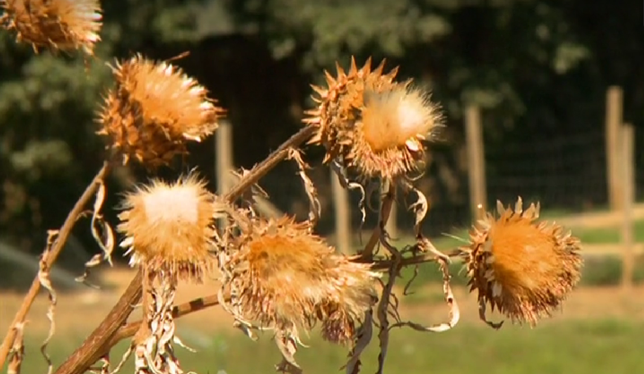 Pode o cardo definir a textura e o aroma de um queijo DOP?