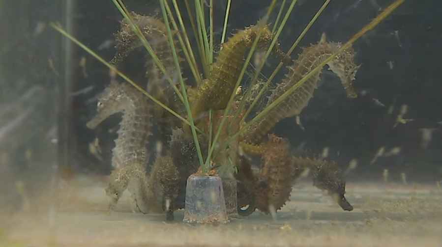 Captura ilegal de cavalos marinhos