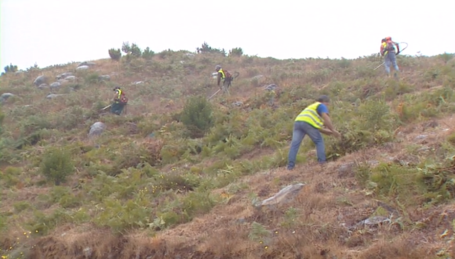 Limpeza e reflorestação na freguesia de Santo António