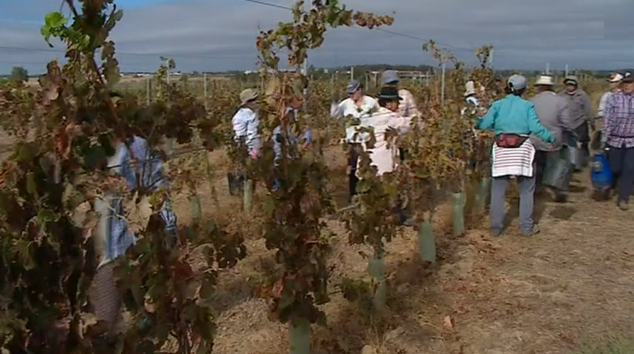 Vindima no Alentejo