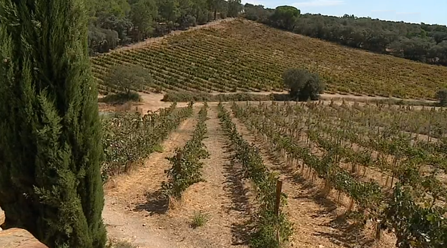 Vinha sustentável no Alentejo