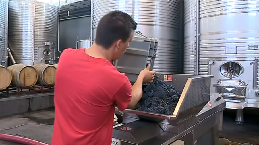 Produção de vinho do Dão