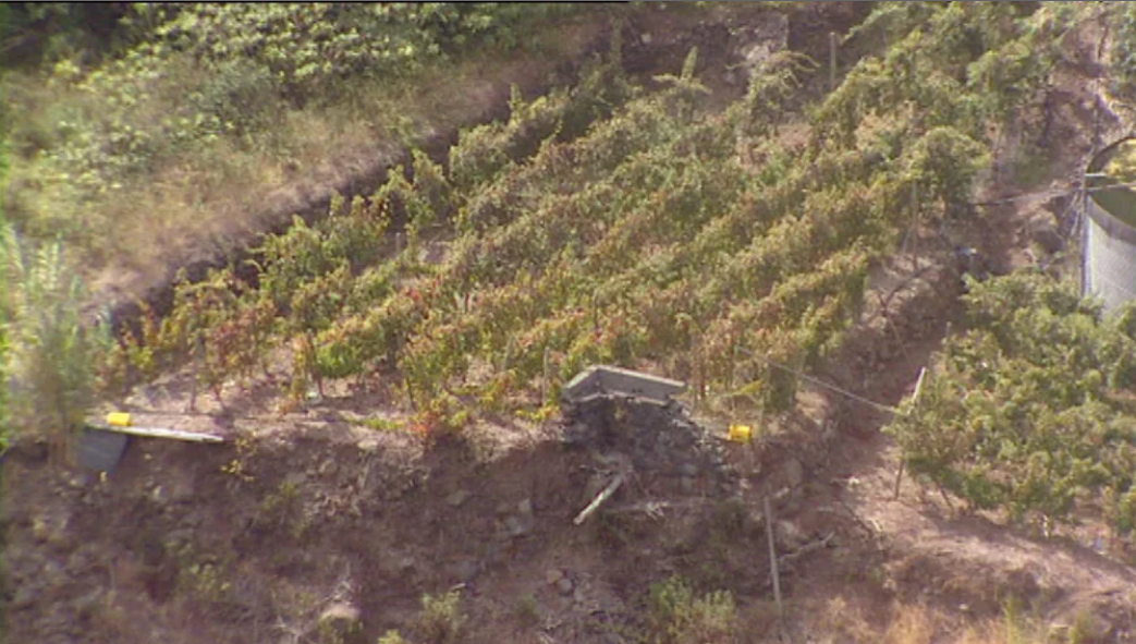 Leilão de “Terrantez” de 1795 da Companhia Vinícola da Madeira