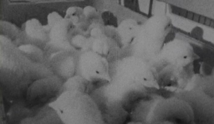 O perigo da poluição