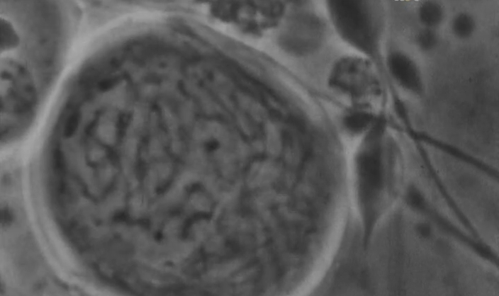 Meiose: A formação das células sexuais