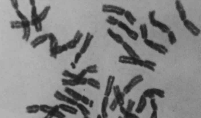 Duplicação do número de cromossomas, centeios tetraploides