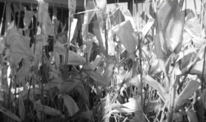 Triticale: O hibrido de trigo e centeio