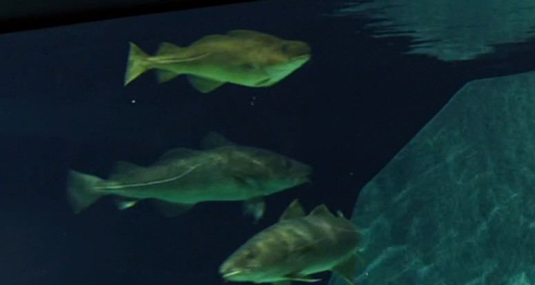 Museu Marítimo de Ílhavo