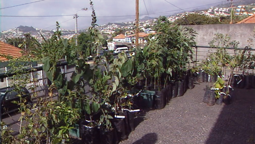 Entrega árvores de fruto para reposição de pomares na Madeira