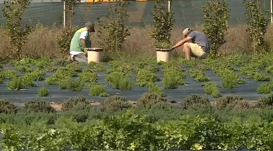 Produção de ervas aromáticas II