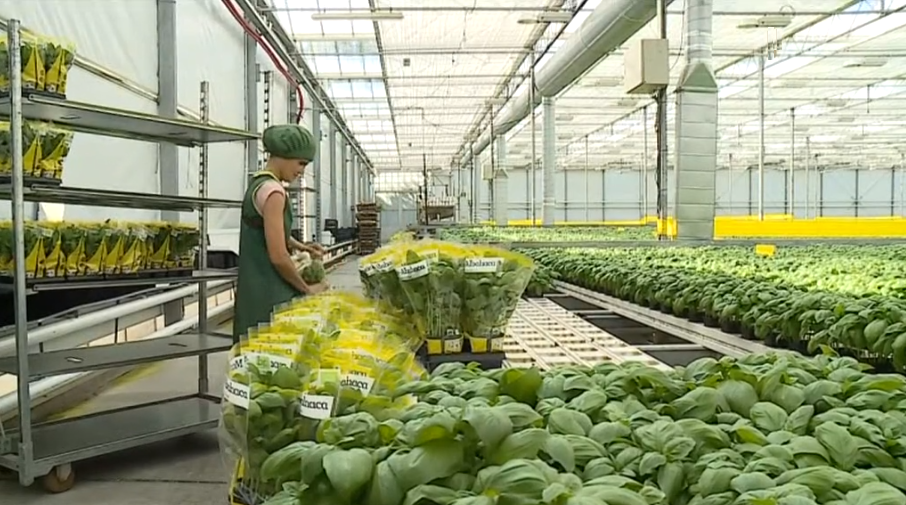 Produção de ervas aromáticas I