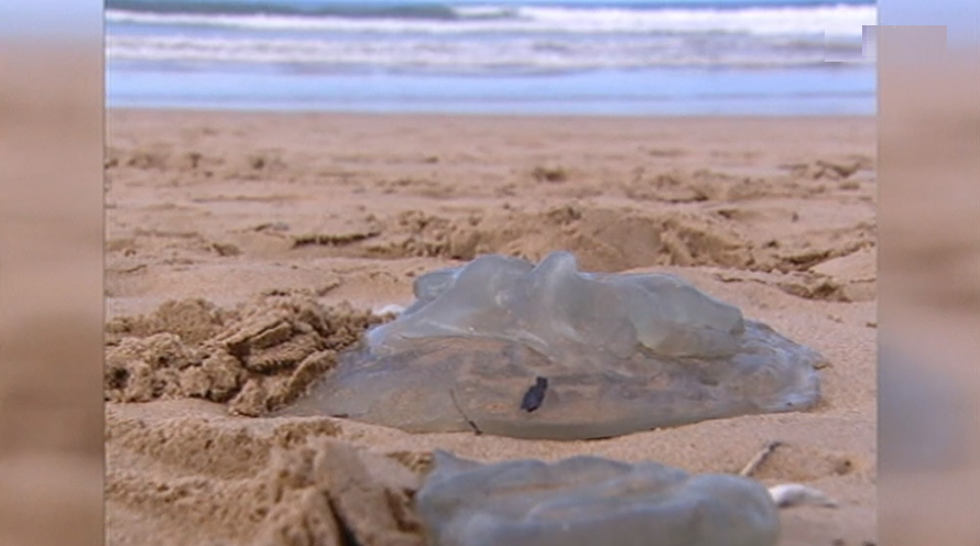 IPMA estende projeto Gelavista à Madeira