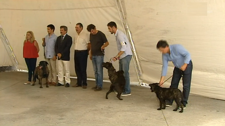 Mostra Monográfica de Cão de Fila