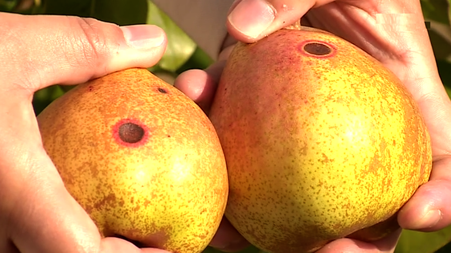 Fungo na Pêra provoca prejuízos