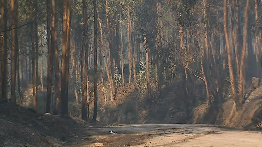 Incêndio florestal em Anadia
