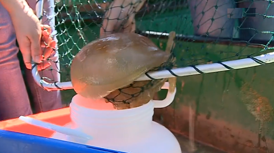 Espécies invasoras no rio Guadiana II