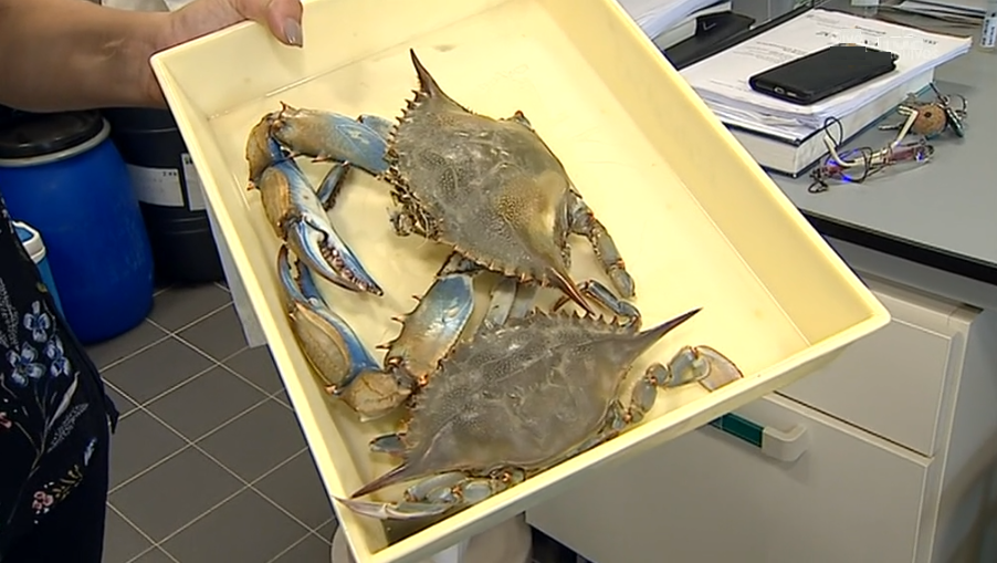 Espécies invasoras no rio Guadiana I