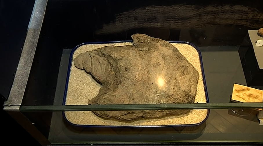 Exposição de pegada de Dinossauro