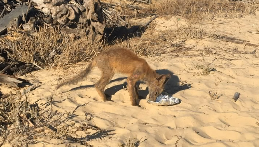 Raposas avistadas em Tavira