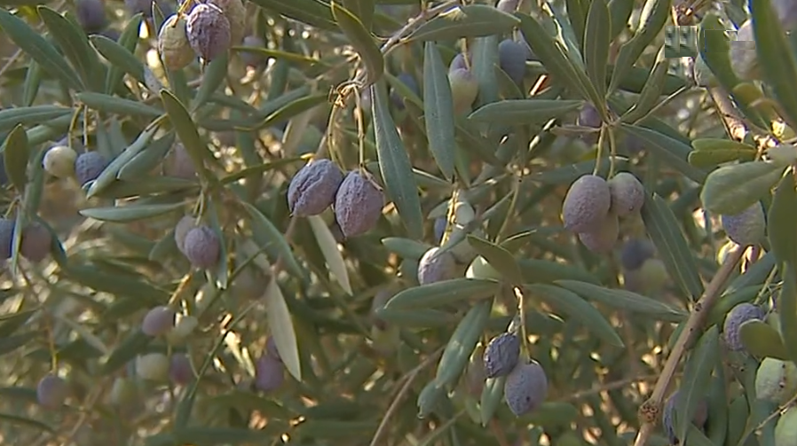 Quebra na produção de azeitona devido à seca