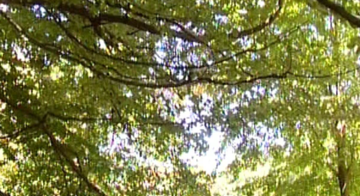 Biosfera