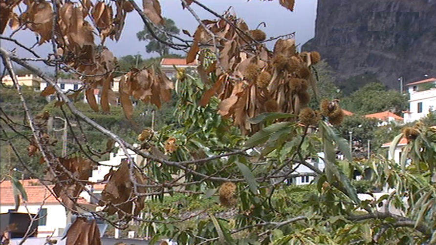 Quebra na produção de castanha na Madeira