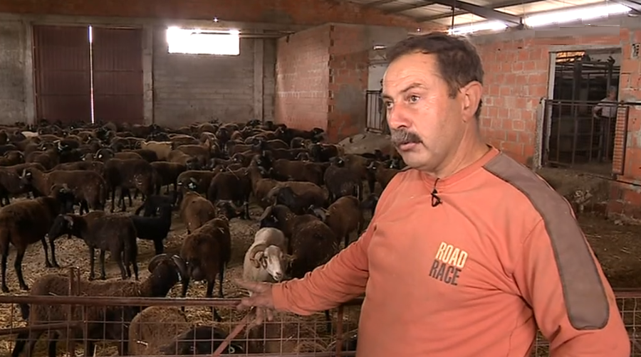 Produção de queijo da Serra em risco