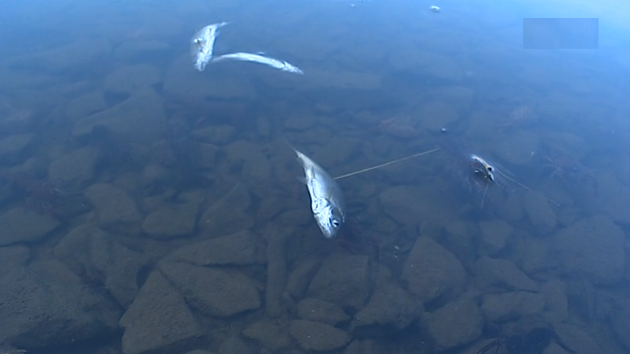 Poluição no rio Tejo