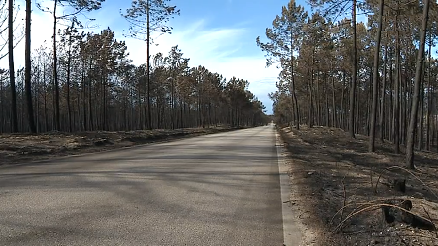 Incêndio florestal no Pinhal de Leiria