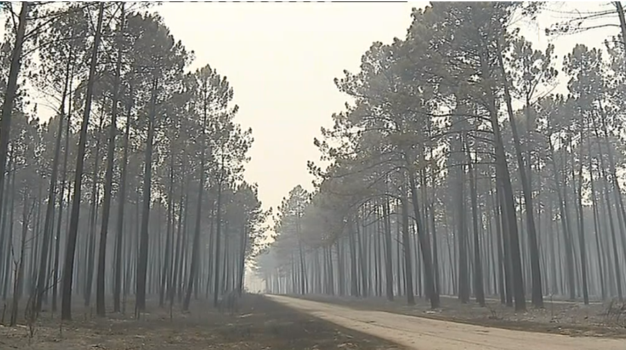 Incêndio no Pinhal de Leiria